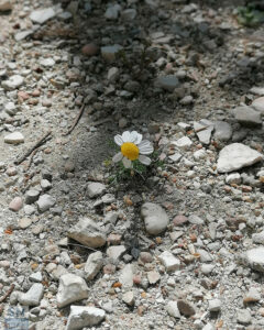 Rinascere - Foto di Roberta Bisci