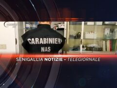 senigallia notizie telegiornale