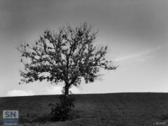 Albero - Foto Loriano Brunetti