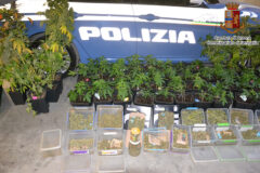 Coltivazione di marijuana scoperta dalla Polizia di Senigallia