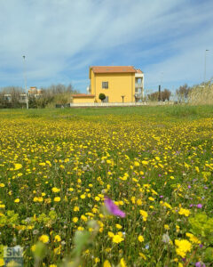 Un prato per Pasquetta - Foto Fedele Ruvio