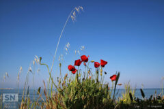 Guardando il mare - Foto Mauro Gasparini