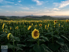 Ci sono sempre fiori per coloro che vogliono vederli - Foto Simona Santarelli