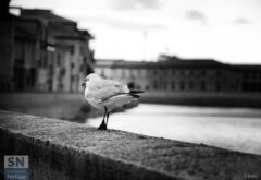 A spasso sul Misa - Foto Valentina Dolci