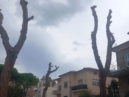 Abbattimento alberi in viale A. Garibaldi