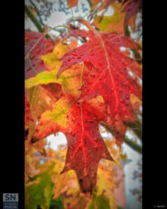 Autumn colors - Foto Cristina Giachè