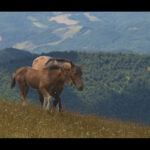 Monte Catria, cavalli al pascolo - Foto Rossella Ronchetti