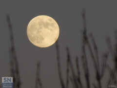 Un ramo accarezza la luna appena sorta - Foto Rossano Morici