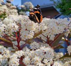 Farfalla in posa! - Foto Sabina Bittoni