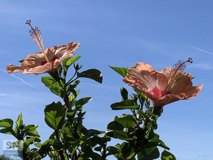 Primi fiori di ibisco in un cielo azzurro - Foto Rossano Morici