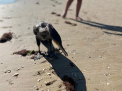 Cormorano sulla spiaggia di Senigallia