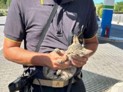 Gatto estratto dal vano motore di un'automobile