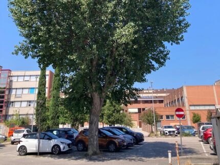 Ombra prodotta dagli alberi