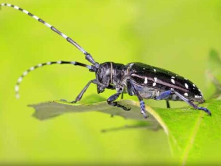 Il tarlo asiatico del fusto - Anoplophora glabripennis