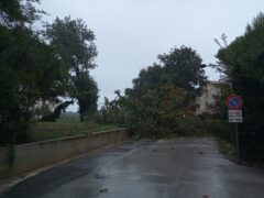 Quercia caduta in via Cupetta