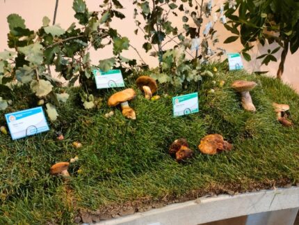 Mostra naturale di micologia a Senigallia