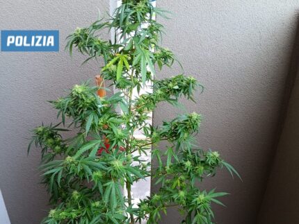 Pianta di marijuana scoperta dalla Polizia