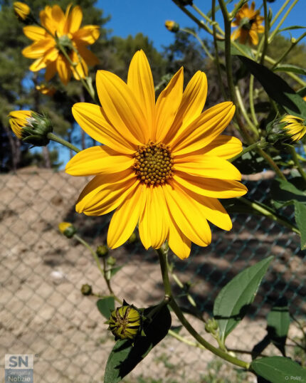 Topinambur, un fiore dorato! - Foto Ornella Politi