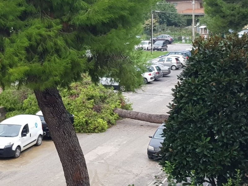 Albero caduto in via Piero della Francesca