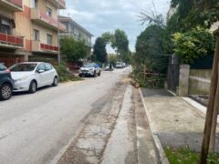 Albero caduto in via Venezia