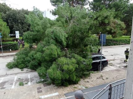 Albero caduto in strada in via dei Gerani