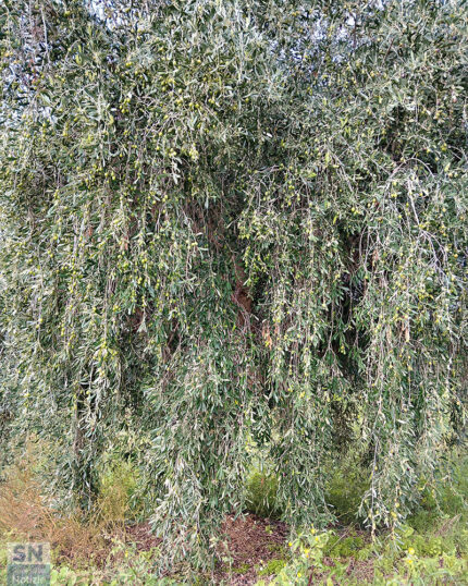 L'abbondanza delle olive - Foto Giancarlo Rossi