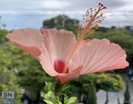 Un fiore per la pace - Foto Rossano Morici