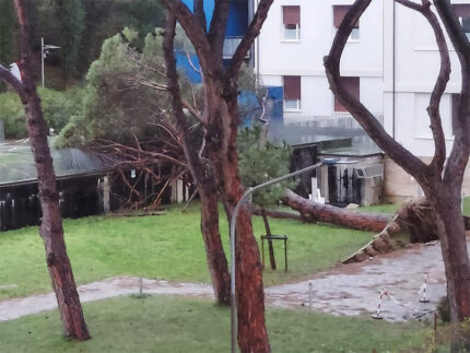 Maltempo 23 dicembre 2024 - Albero caduto all'ospedale di Senigallia