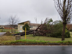 Maltempo 23 dicembre 2024 - Albero caduto a Serra de' Conti