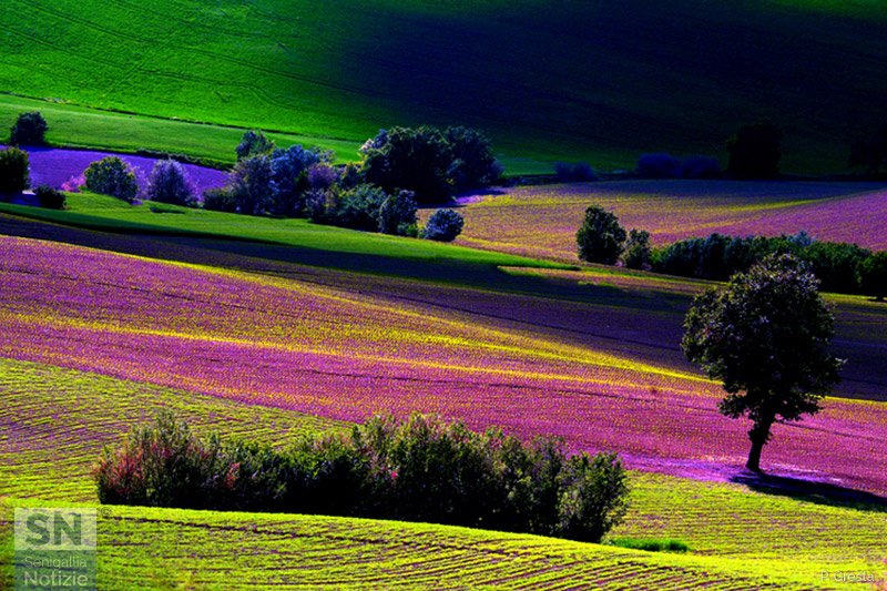 03/08/2020 - Paesaggio marchigiano