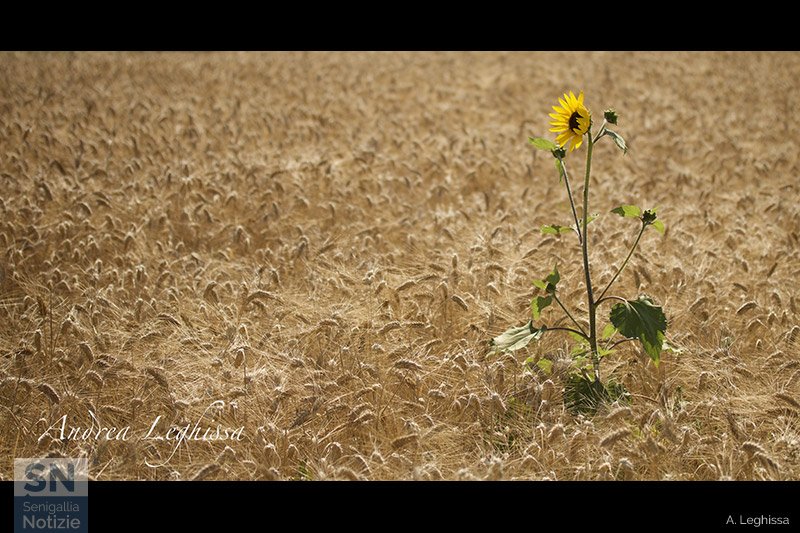 18/08/2024 - In mezzo al grano