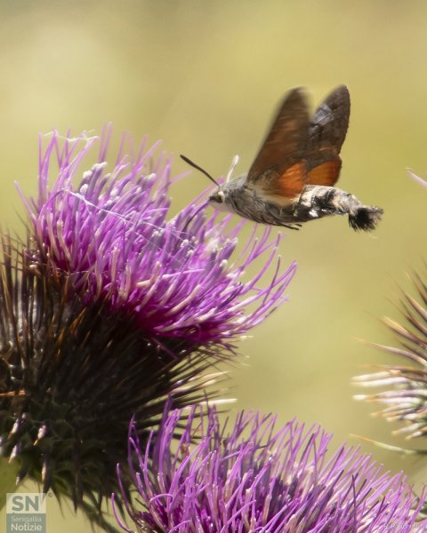 26/08/2024 - Monte Catria, Agosto 2023, Sfinge del Galio (Farfalla Colibrì)