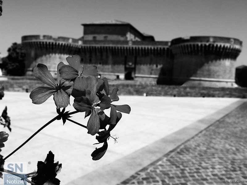 27/08/2024 - Fiore alla Rocca