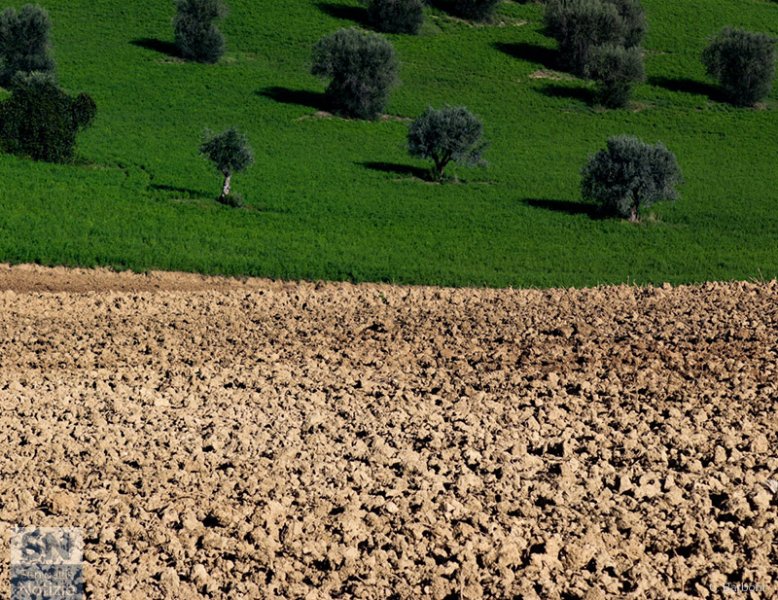 23/12/2020 - Contrasti in campagna