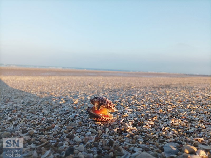 27/12/2024 - Solitary shell