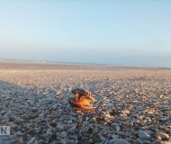 27/12/2024 - Solitary shell