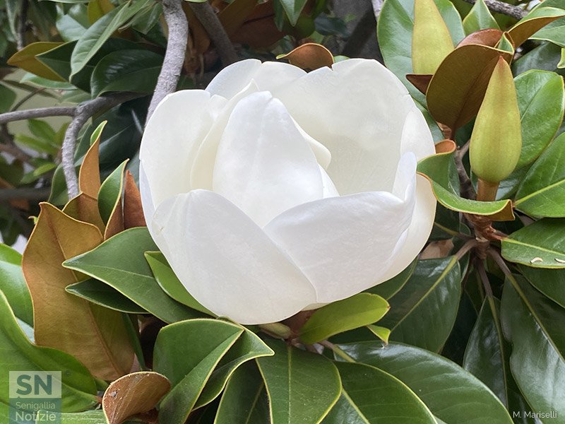 13/06/2024 - Magnolia grandiflora