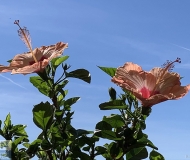 18/06/2024 - Primi fiori di ibisco in un cielo azzurro