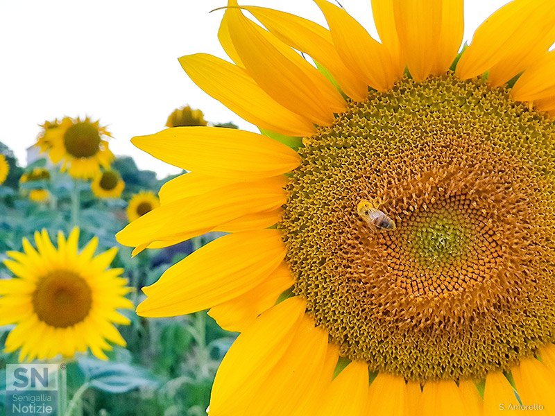 14/07/2022 - Al lavoro sul girasole