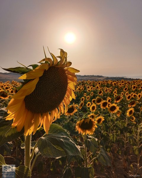 10/07/2023 - Sunflower