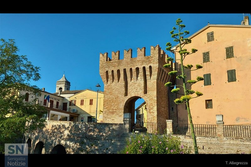 25/07/2024 - Fioritura di Agave sotto la Torre Malatestiana