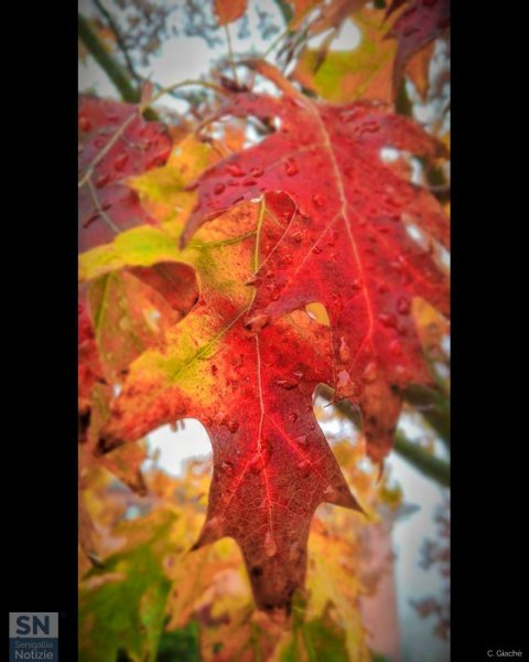 08/11/2023 - Autumn colors