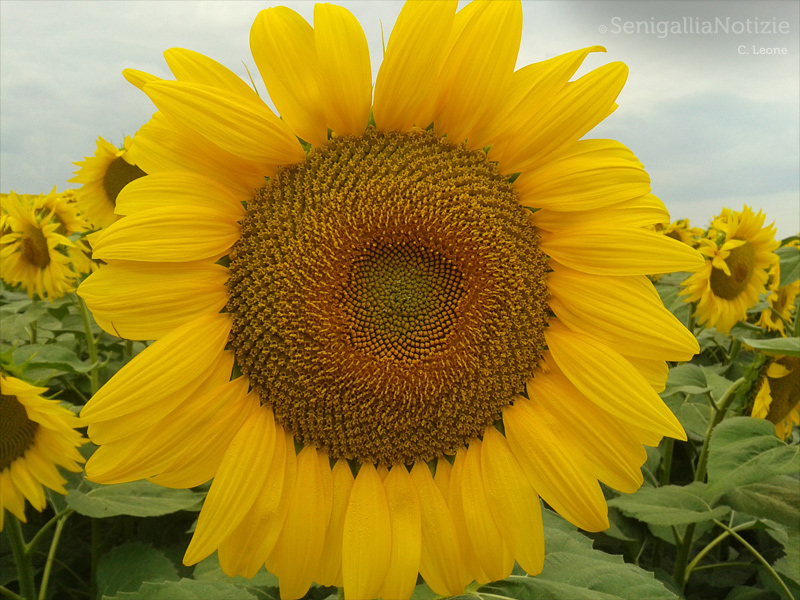 04/08/2014 - Girasole e nuvole