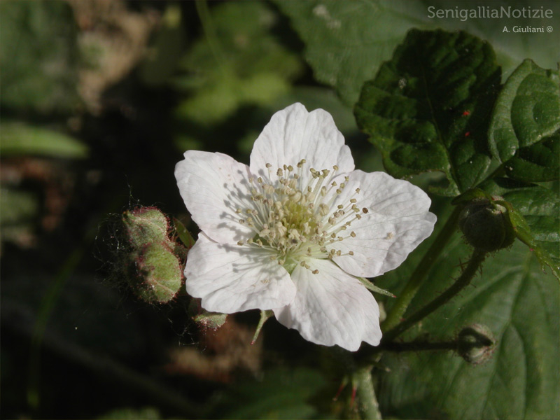 21/04/2014 - Un fiore e tanti boccioli