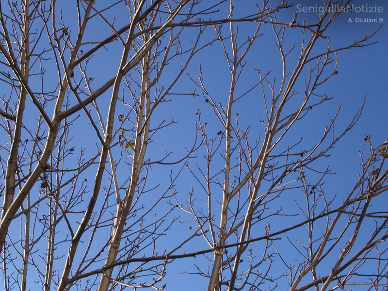 11/01/2013 - Gli alberi in inverno...