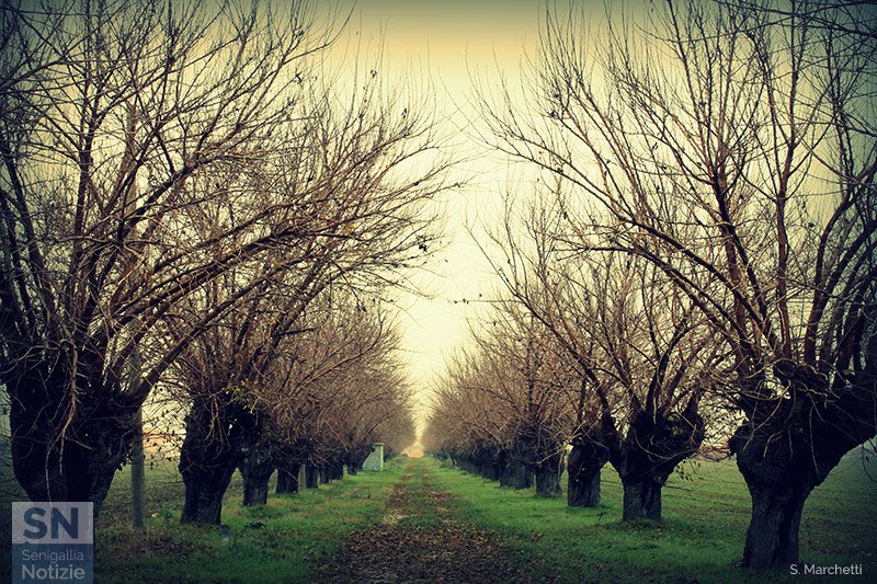 25/01/2016 - Viale alberato