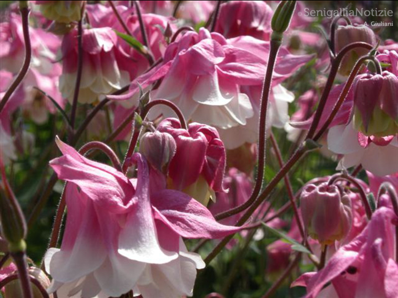 15/06/2015 - Campanelle rosa