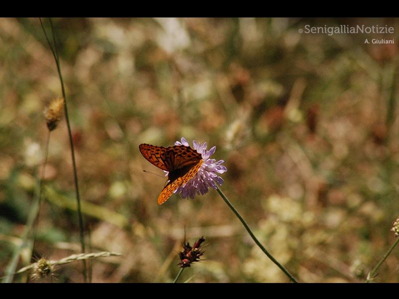 24/06/2015 - Farfalla in primo piano