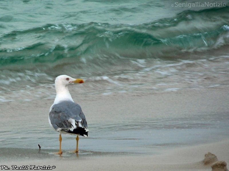 17/07/2014 - Gabbiano in riva al mare
