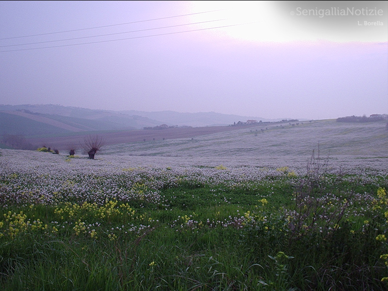 18/07/2015 - Campo fiorito